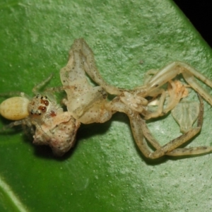 Opisthoncus grassator at Acton, ACT - 18 Mar 2019 12:04 PM