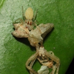 Opisthoncus grassator at Acton, ACT - 18 Mar 2019 12:04 PM