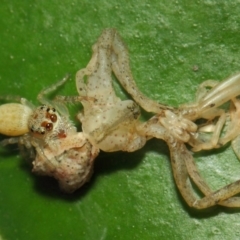 Opisthoncus grassator at Acton, ACT - 18 Mar 2019 12:04 PM