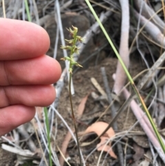 Corunastylis clivicola (Rufous midge orchid) at Hackett, ACT - 19 Mar 2019 by TobiasHayashi