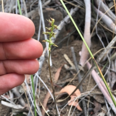 Corunastylis clivicola (Rufous midge orchid) at Black Mountain - 19 Mar 2019 by TobiasHayashi