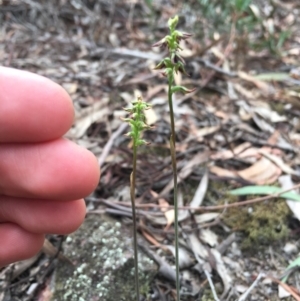 Corunastylis clivicola at Crace, ACT - 19 Mar 2019