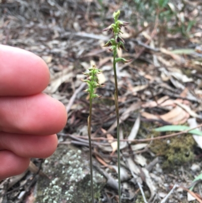 Corunastylis clivicola (Rufous midge orchid) at Gungaderra Grasslands - 19 Mar 2019 by TobiasHayashi