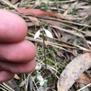 Eriochilus cucullatus at Paddys River, ACT - 19 Mar 2019