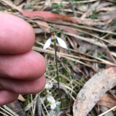 Eriochilus cucullatus (Parson's Bands) at Tidbinbilla Nature Reserve - 19 Mar 2019 by TobiasHayashi