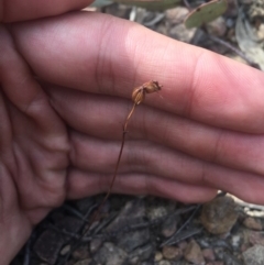 Caleana minor (Small Duck Orchid) at Cotter River, ACT - 16 Feb 2019 by TobiasHayashi