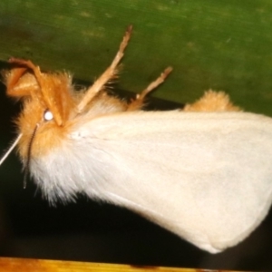 Laelia obsoleta at Broulee, NSW - 16 Mar 2019 09:29 PM