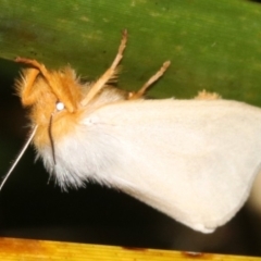 Laelia obsoleta at Broulee, NSW - 16 Mar 2019