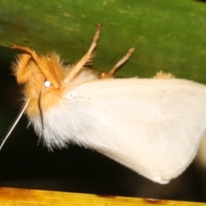 Laelia obsoleta at Broulee, NSW - 16 Mar 2019 09:29 PM