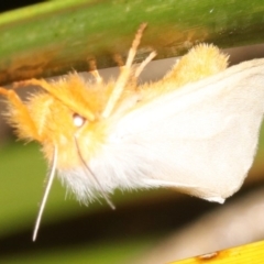 Laelia obsoleta at Broulee, NSW - 16 Mar 2019 09:29 PM