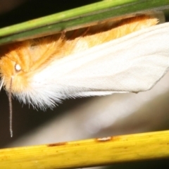 Laelia obsoleta at Broulee, NSW - 16 Mar 2019