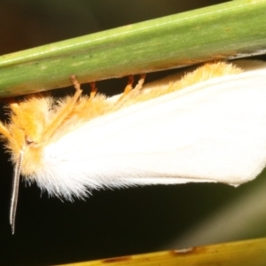 Laelia obsoleta at Broulee, NSW - 16 Mar 2019