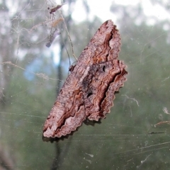 Scioglyptis lyciaria (White-patch Bark Moth) at ANBG - 19 Mar 2019 by Heino1