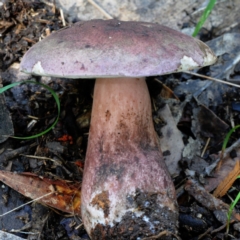 Tylopilus sp. (A Bolete) at Bodalla State Forest - 17 Mar 2019 by Teresa