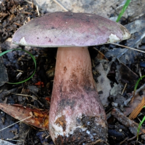 Tylopilus sp. at Box Cutting Rainforest Walk - 18 Mar 2019