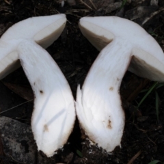 Tylopilus sp. at Box Cutting Rainforest Walk - 18 Mar 2019