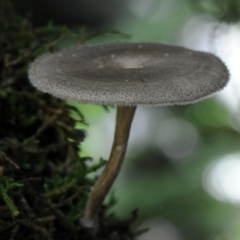 Lentinus arcularius (Fringed Polypore) at Bodalla State Forest - 28 Feb 2019 by Teresa