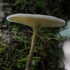 Lentinus arcularius at Kianga, NSW - 1 Mar 2019