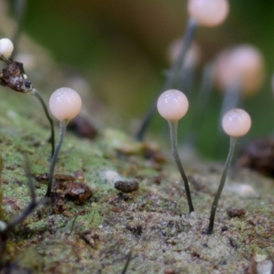 Synnemata of an imperfect fungus (Synnemata of an imperfect fungus) at Bodalla State Forest - 17 Mar 2019 by Teresa