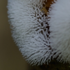 Ceratiomyxa fruticulosa (Coral Slime) at Bodalla State Forest - 18 Mar 2019 by Teresa