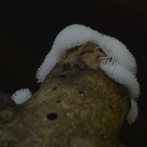 Ceratiomyxa fruticulosa at Kianga, NSW - 19 Mar 2019