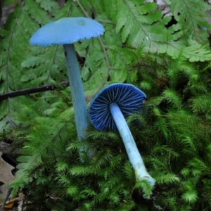 Entoloma virescens at Kianga, NSW - 15 Jan 2019