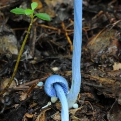 Entoloma virescens at Kianga, NSW - 15 Jan 2019