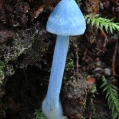 Entoloma virescens at Kianga, NSW - 15 Jan 2019