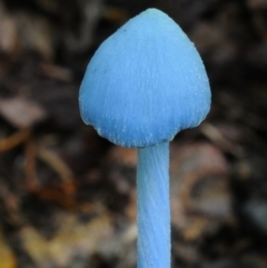 Entoloma virescens at Kianga, NSW - 15 Jan 2019