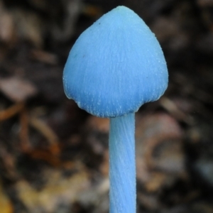 Entoloma virescens at Kianga, NSW - 15 Jan 2019