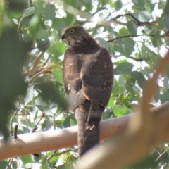 Accipiter cirrocephalus (Collared Sparrowhawk) at Gigerline Nature Reserve - 19 Mar 2019 by KumikoCallaway