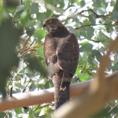 Accipiter cirrocephalus (Collared Sparrowhawk) at Gigerline Nature Reserve - 19 Mar 2019 by KumikoCallaway