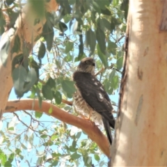 Tachyspiza cirrocephala at Tennent, ACT - 19 Mar 2019