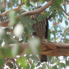 Tachyspiza cirrocephala at Tennent, ACT - 19 Mar 2019