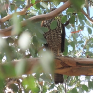 Tachyspiza cirrocephala at Tennent, ACT - 19 Mar 2019