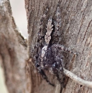 Clynotis severus at Dunlop, ACT - 17 Mar 2019 02:48 PM