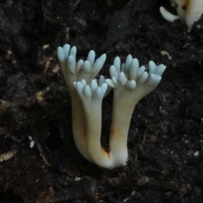 Unidentified Fungus at Kianga, NSW - 20 Jan 2019 by Teresa