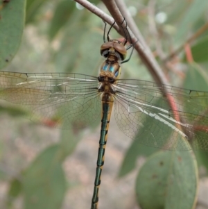 Hemicordulia tau at Cook, ACT - 17 Mar 2019 02:11 PM