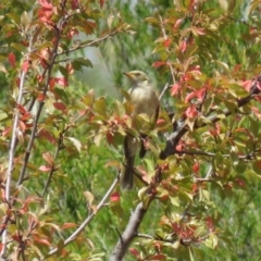 Ptilotula fusca (Fuscous Honeyeater) at Gigerline Nature Reserve - 19 Mar 2019 by KumikoCallaway