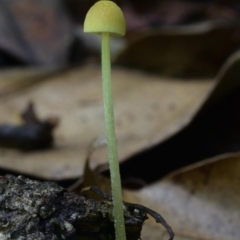Mycena sp. (genus) (Mycena) at Kianga, NSW - 16 Jan 2019 by Teresa
