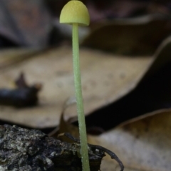 Unidentified Fungus at Kianga, NSW - 15 Jan 2019 by Teresa