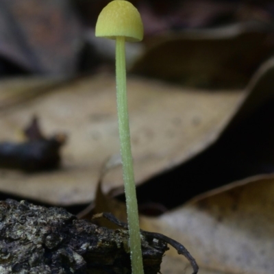 Mycena sp. (genus) (Mycena) at Kianga, NSW - 16 Jan 2019 by Teresa