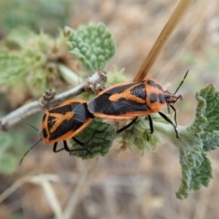 Agonoscelis rutila (Horehound bug) at Mount Painter - 17 Mar 2019 by CathB