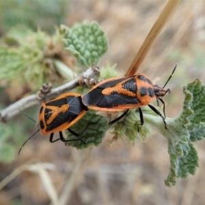 Agonoscelis rutila at Dunlop, ACT - 17 Mar 2019 08:58 AM