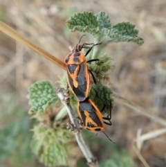 Agonoscelis rutila at Dunlop, ACT - 17 Mar 2019 08:58 AM