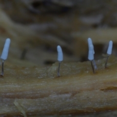 Arcyria sp. (genus) (A slime mould) at Box Cutting Rainforest Walk - 15 Jan 2019 by Teresa