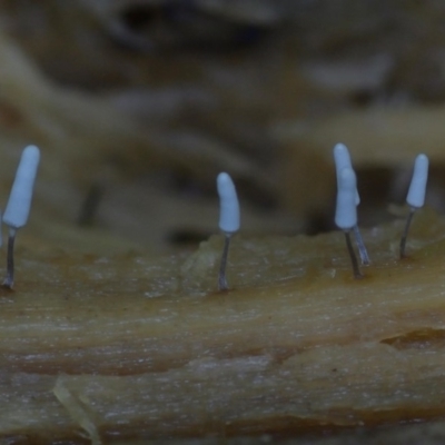 Arcyria sp. (genus) (A slime mould) at Bodalla State Forest - 15 Jan 2019 by Teresa