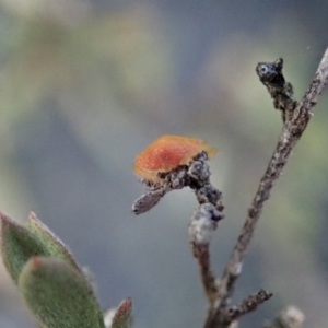 Dolophones sp. (genus) at Dunlop, ACT - 16 Mar 2019 09:10 AM