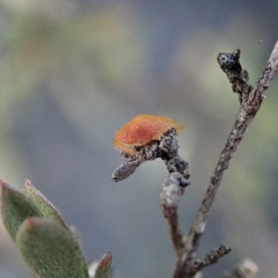 Dolophones sp. (genus) (Wrap-around spider) at Dunlop, ACT - 16 Mar 2019 by CathB