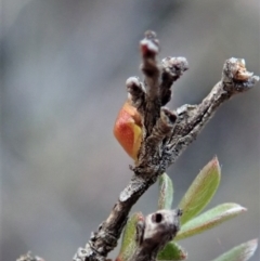 Dolophones sp. (genus) at Dunlop, ACT - 16 Mar 2019 09:10 AM